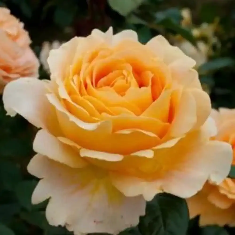 Trandafir Floribunda apricot-portocaliu Creme Brulee, cu inflorire repetata