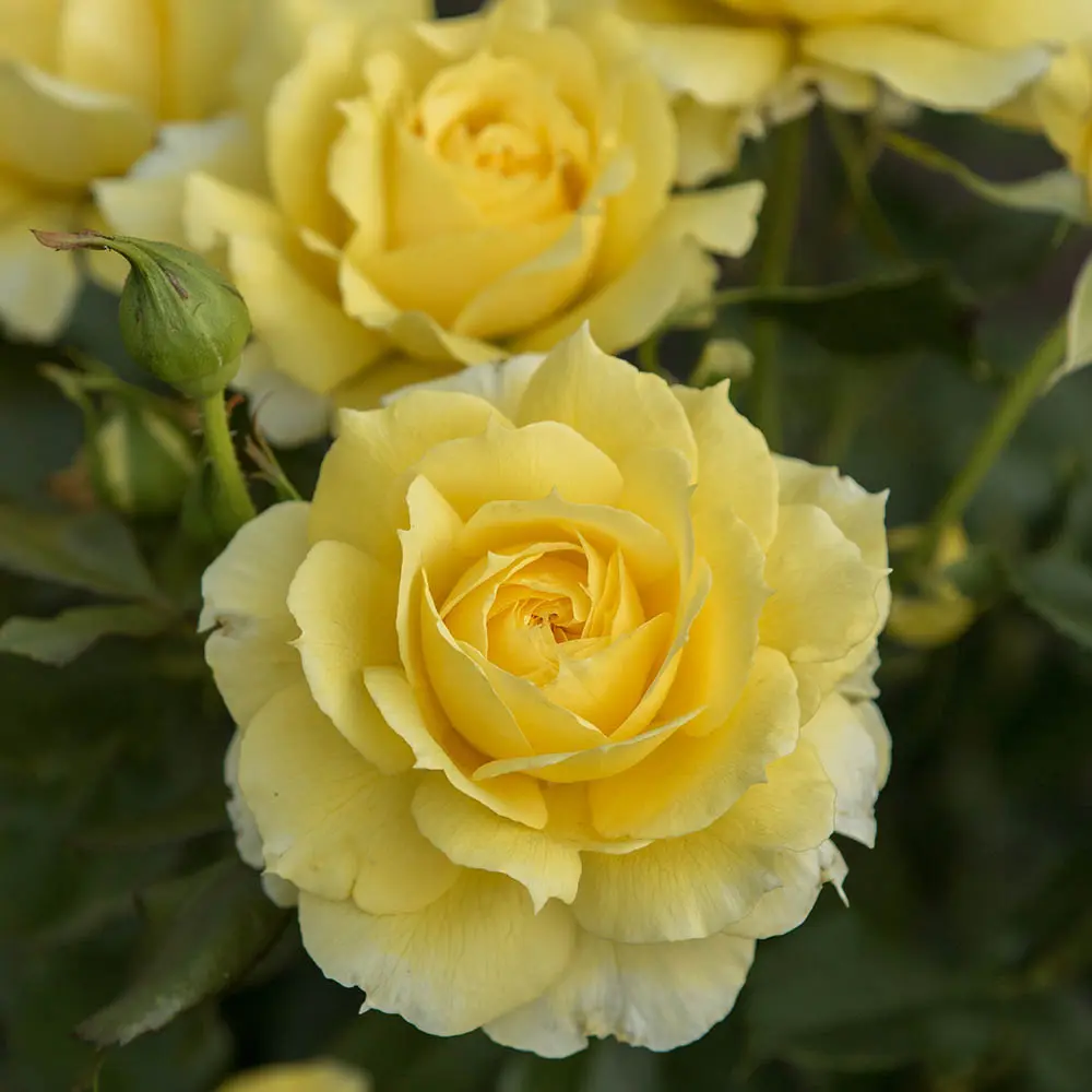 Trandafir Floribunda auriu China Girl, cu inflorire repetata