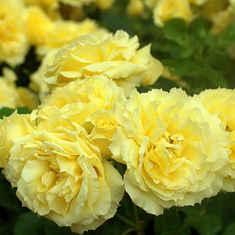 Trandafir Floribunda auriu China Girl, cu inflorire repetata