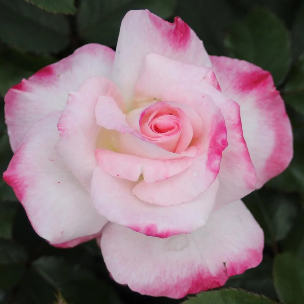 Trandafir Floribunda bicolor roz-alb crem Abigaile, inflorire repetata