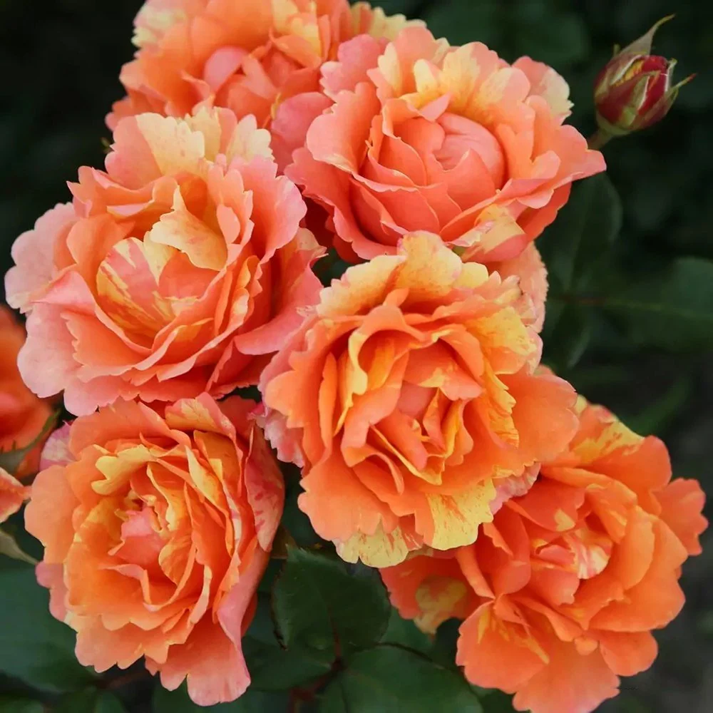 Trandafir Floribunda cupru-cais Lollipop, cu inflorire repetata