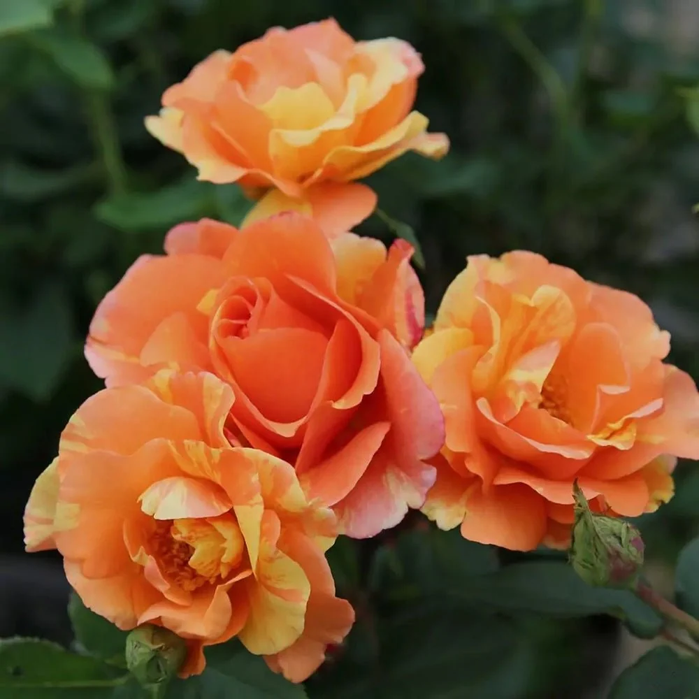 Trandafir Floribunda cupru-cais Lollipop, cu inflorire repetata