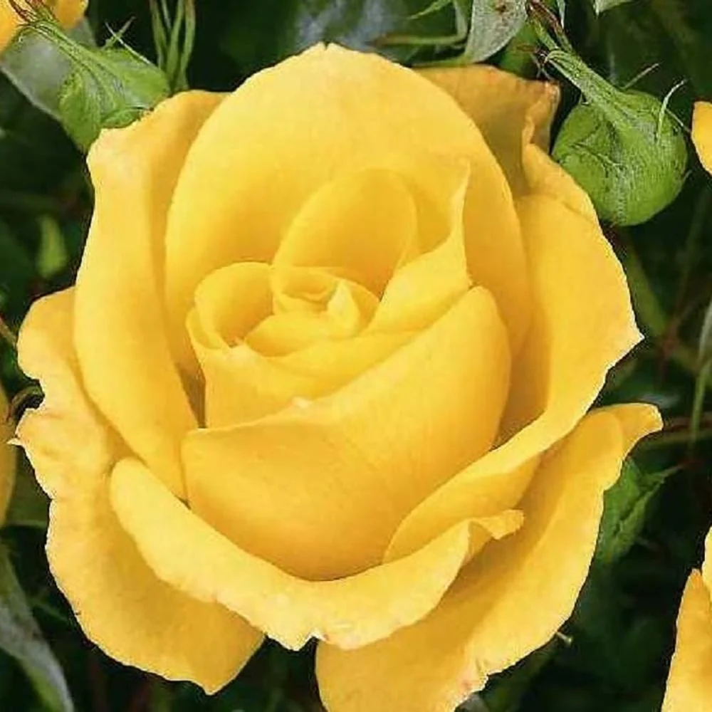 Trandafir Floribunda galben-aurie Goldquelle, inflorire repetata