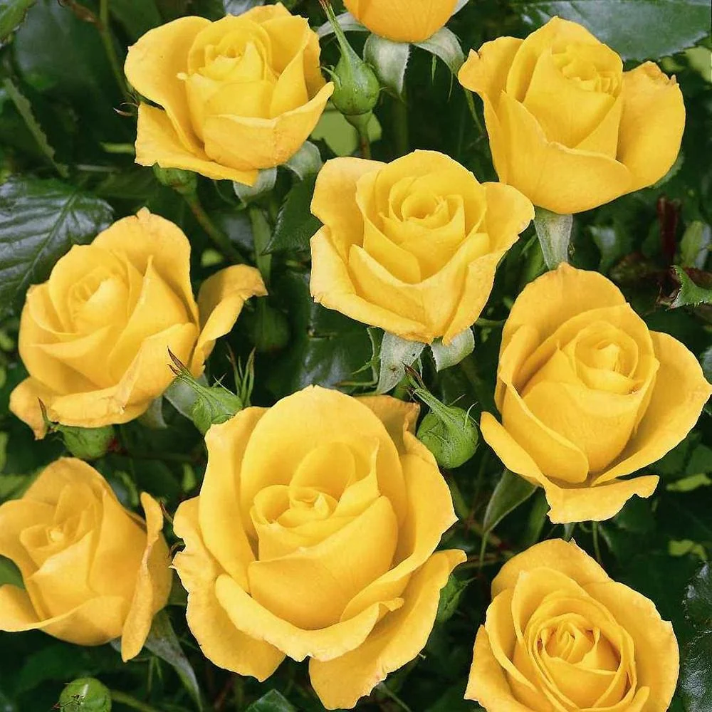 Trandafir Floribunda galben-aurie Goldquelle, inflorire repetata