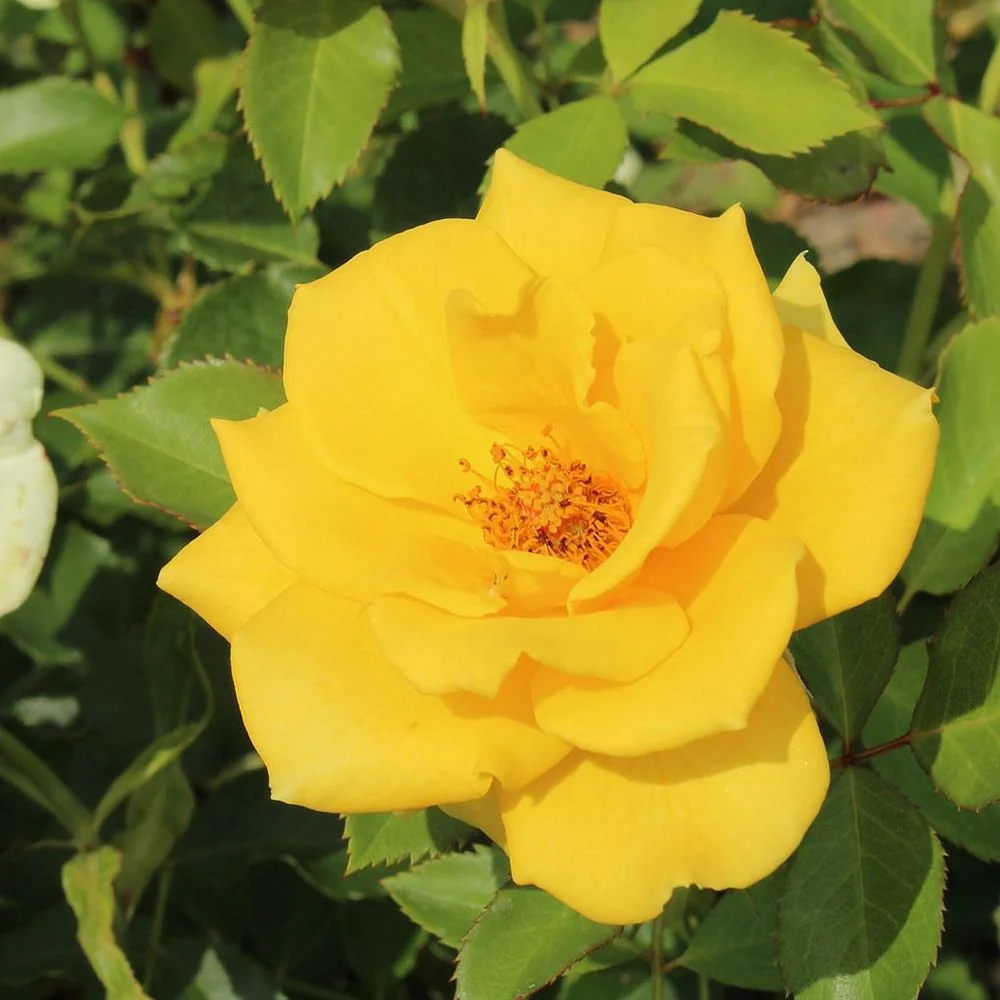 Trandafir Floribunda galben-aurie Goldquelle, inflorire repetata