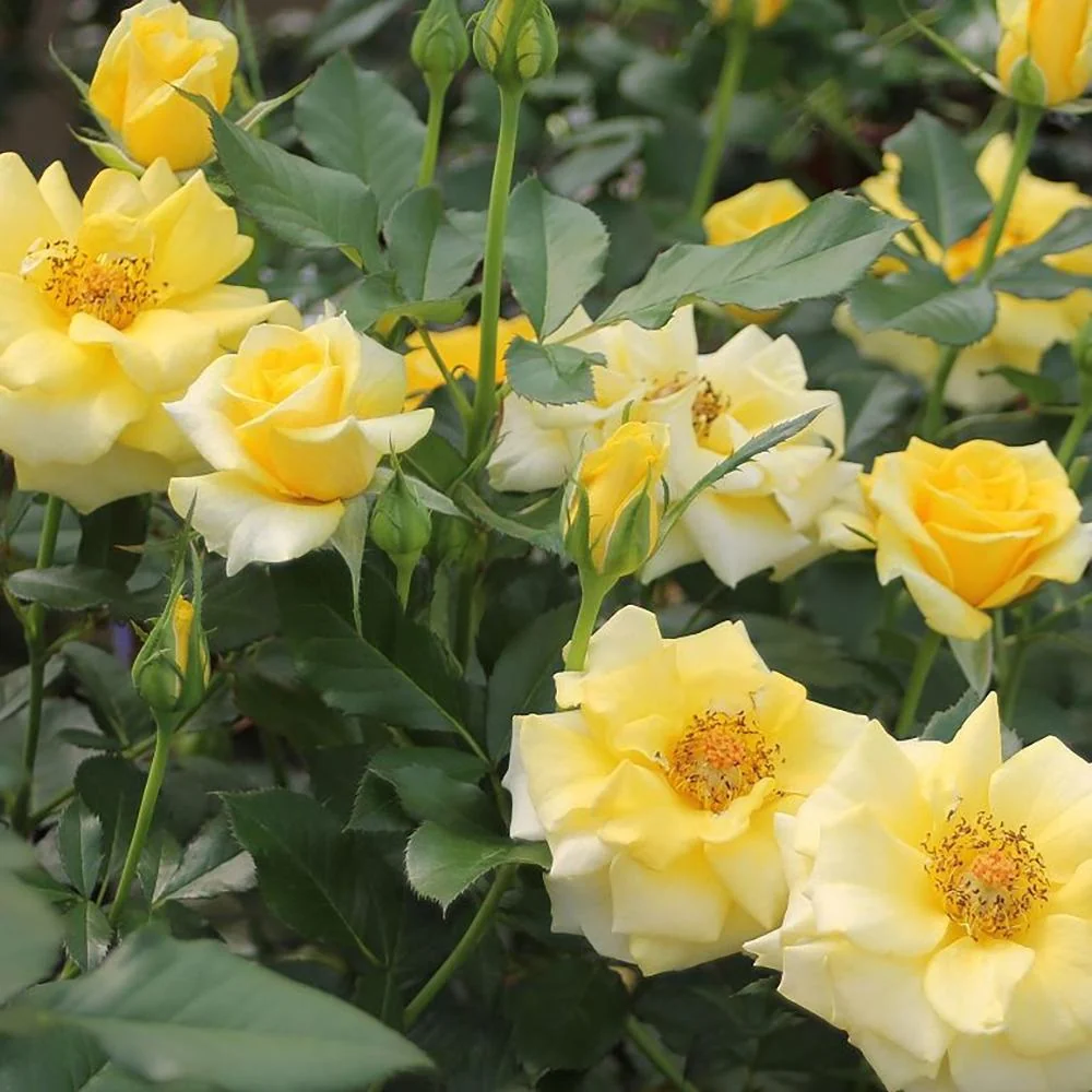 Trandafir Floribunda galben-aurie Goldquelle, inflorire repetata
