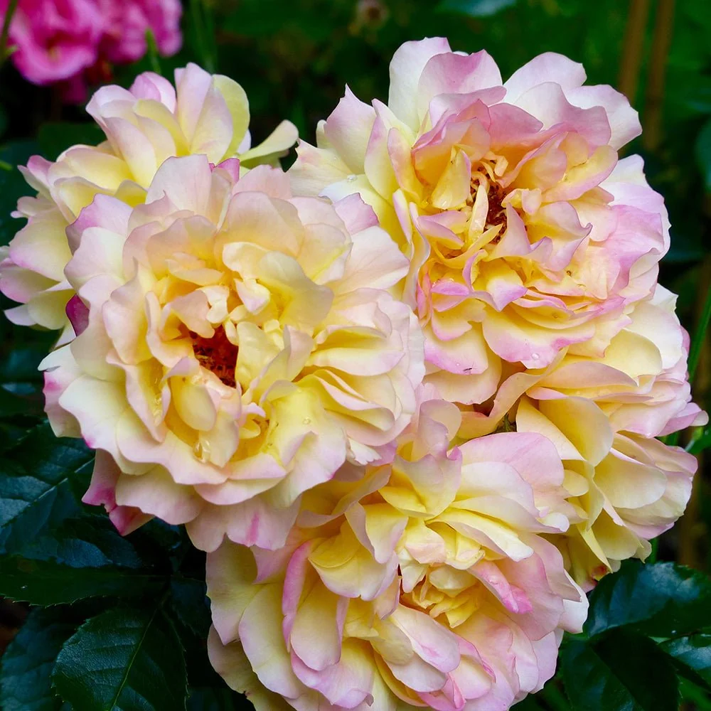 Trandafir Floribunda galben-rosu Lampion, inflorire repetata