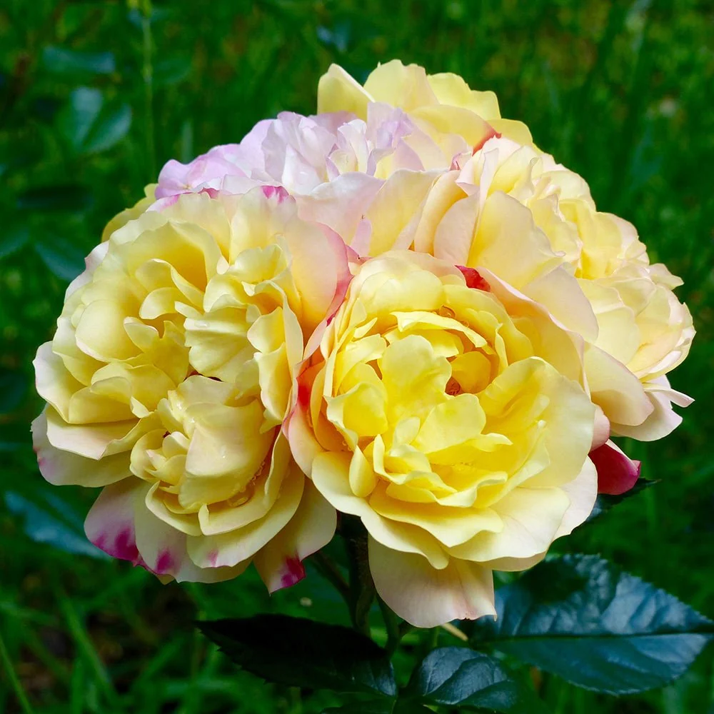 Trandafir Floribunda galben-rosu Lampion, inflorire repetata