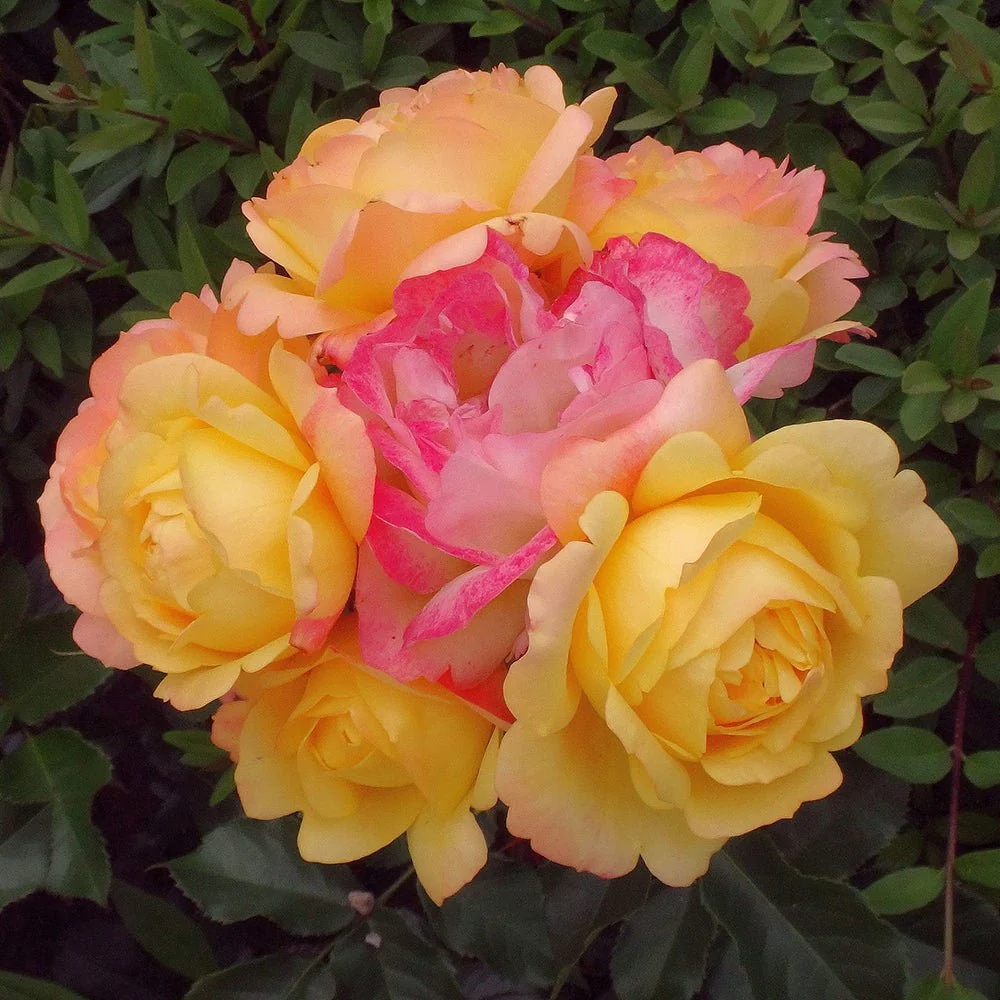 Trandafir Floribunda galben-rosu Lampion, inflorire repetata