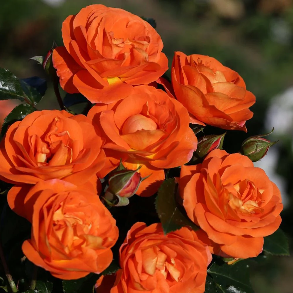 Trandafir Floribunda mango-portocaliu Mango, inflorire repetata