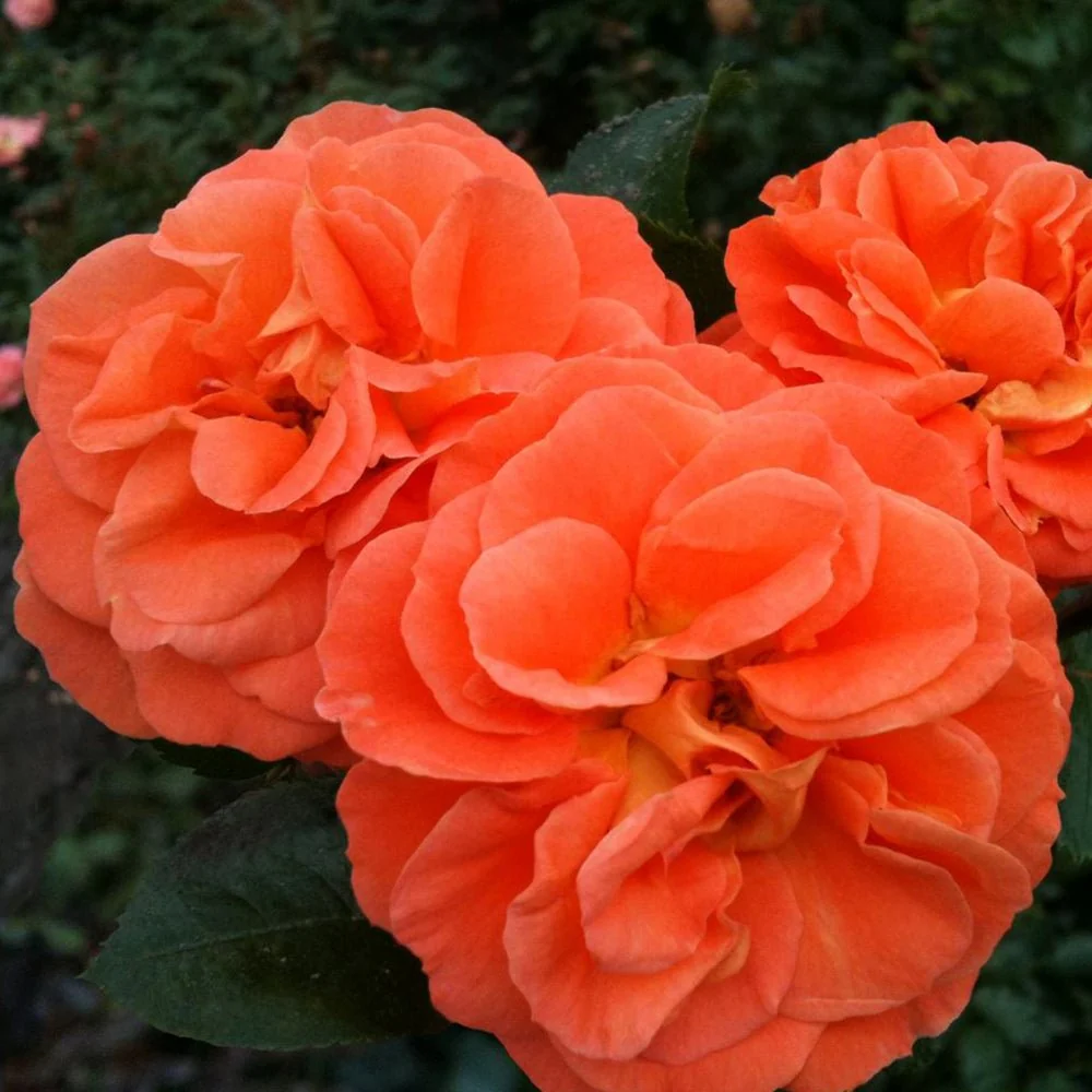 Trandafir Floribunda mango-portocaliu Mango, inflorire repetata