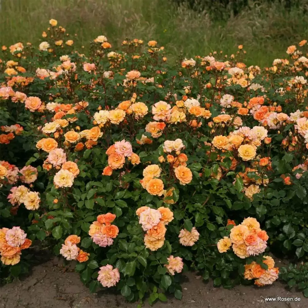 Trandafir Floribunda portocaliu-auriu Bentheimer Gold, inflorire repetata