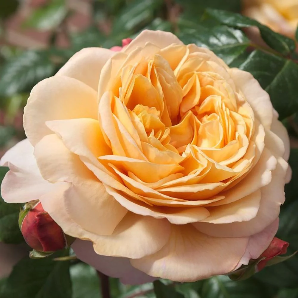 Trandafir Floribunda portocaliu-cais Capri, cu parfum intens