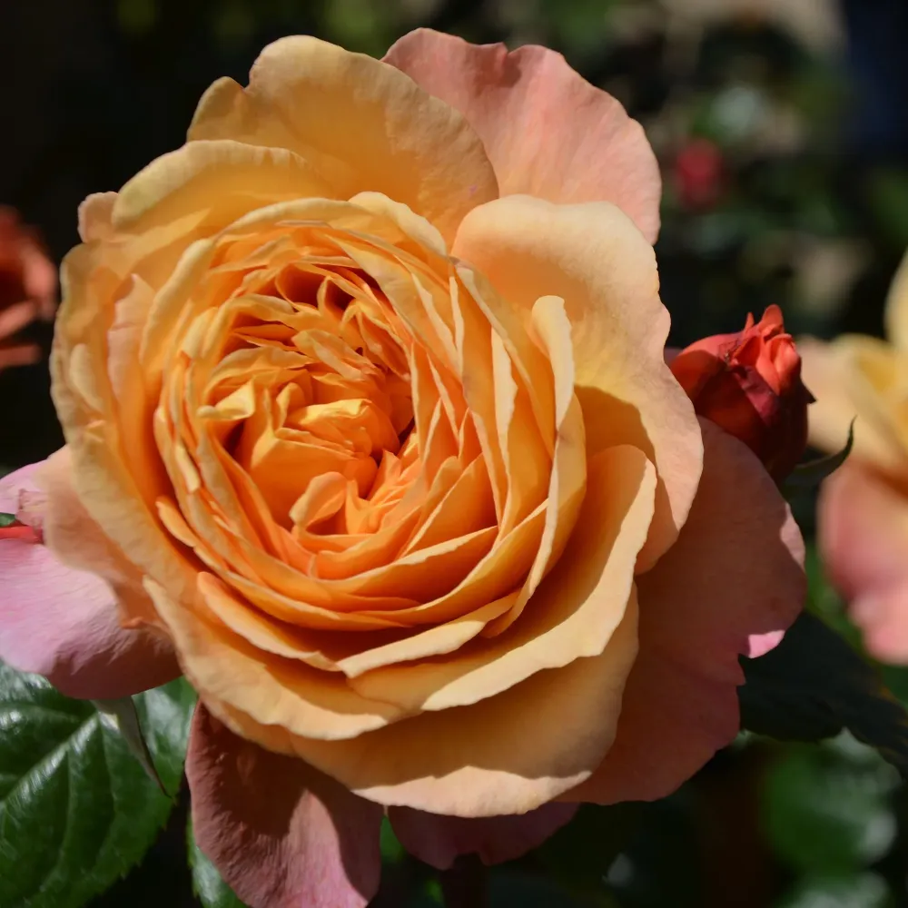 Trandafir Floribunda portocaliu-cais Capri, cu parfum intens