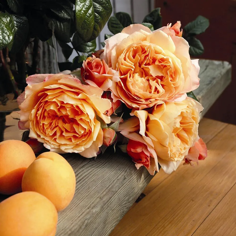 Trandafir Floribunda portocaliu-cais Capri, cu parfum intens