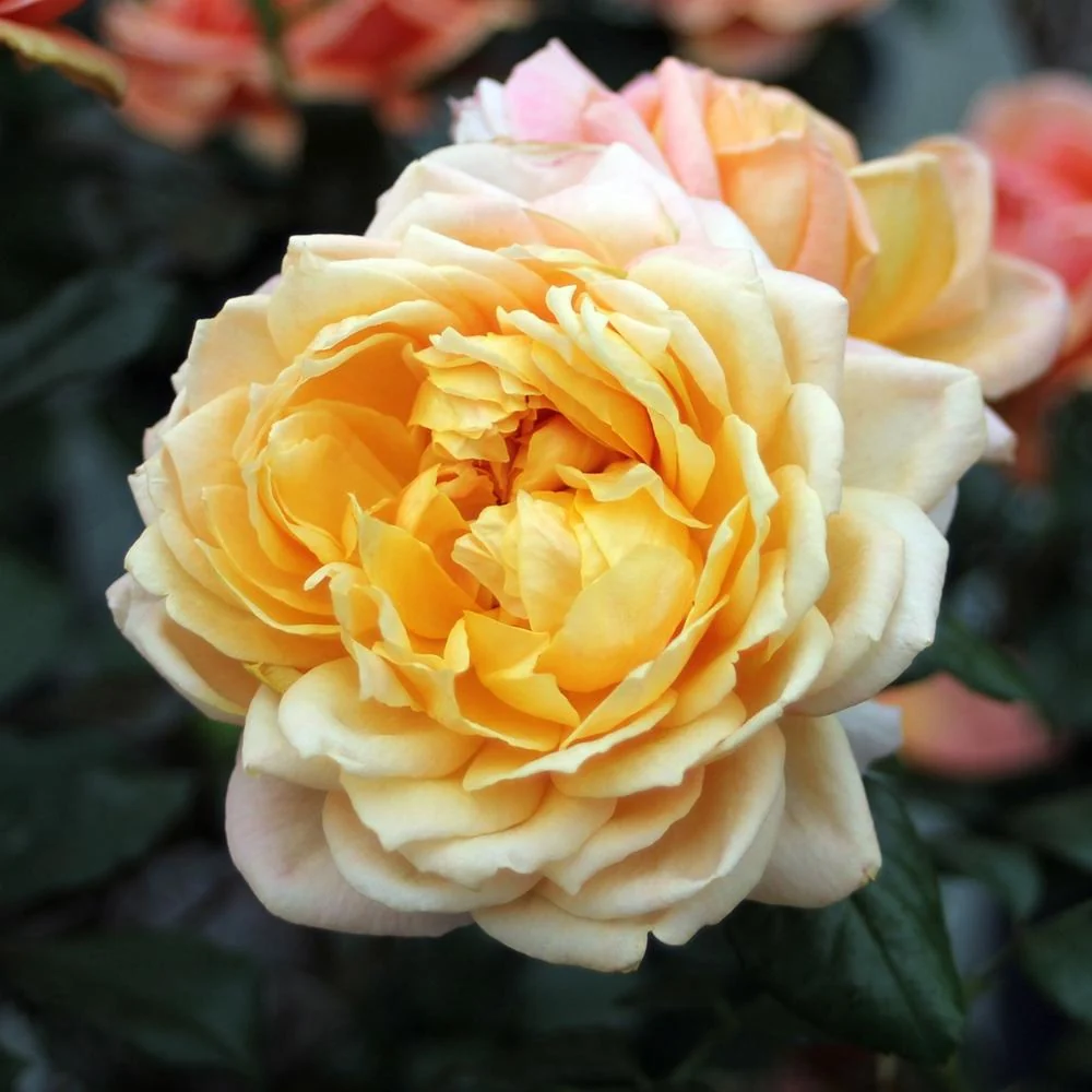Trandafir Floribunda portocaliu-cais Capri, cu parfum intens