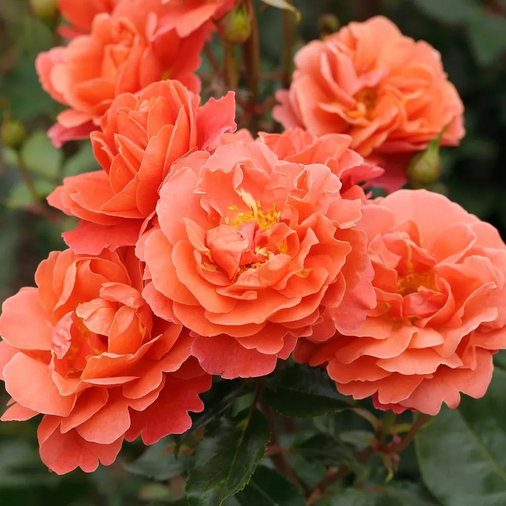 Trandafir Floribunda portocaliu-somon Theodor Fontane, inflorire repetata