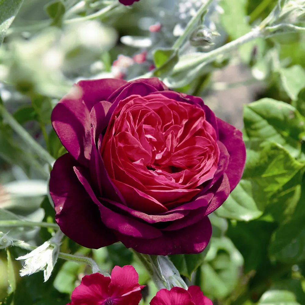 Trandafir Floribunda rosu-bordeaux Grafin Von Hardenberg, cu parfum intens