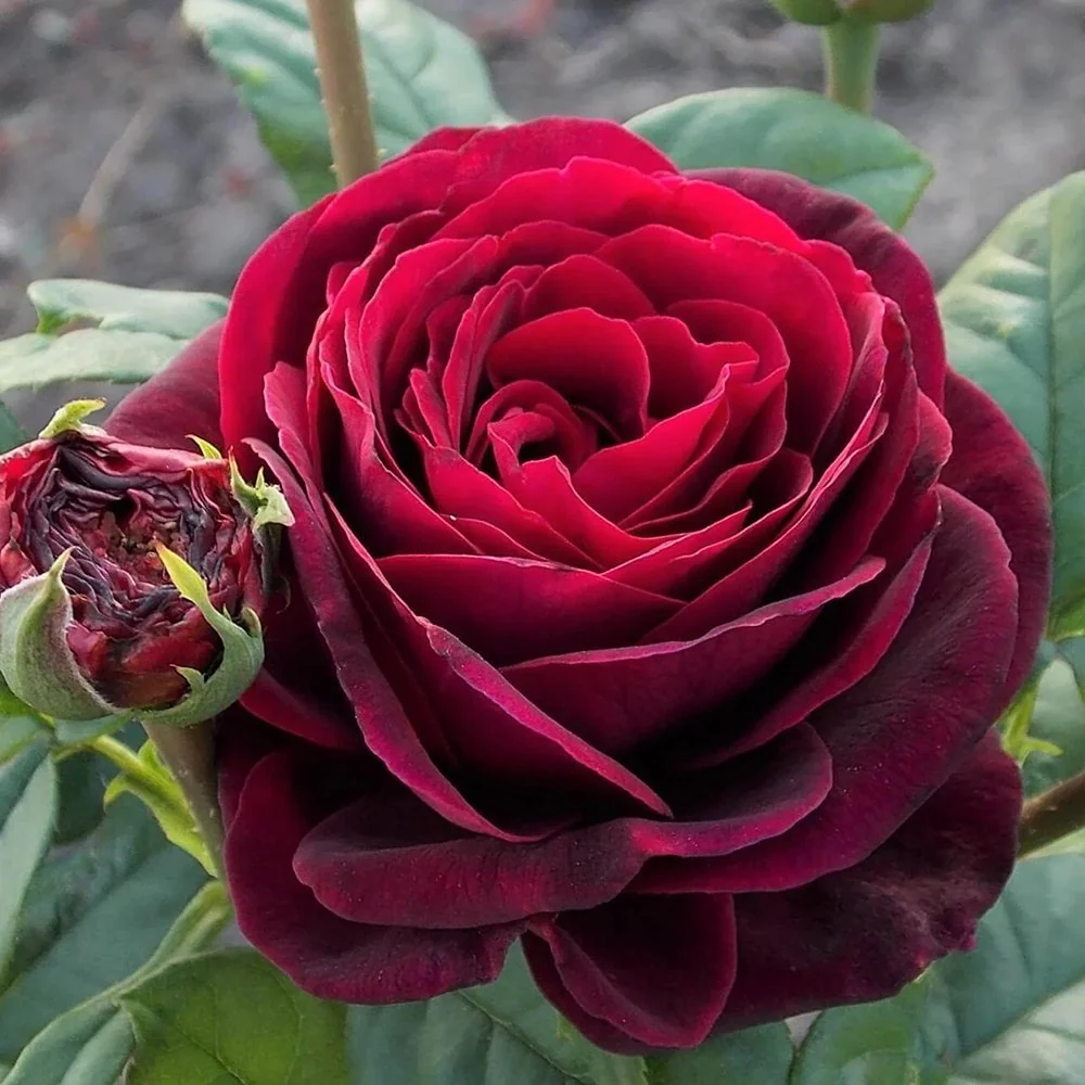 Trandafir Floribunda rosu-bordeaux Grafin Von Hardenberg, cu parfum intens