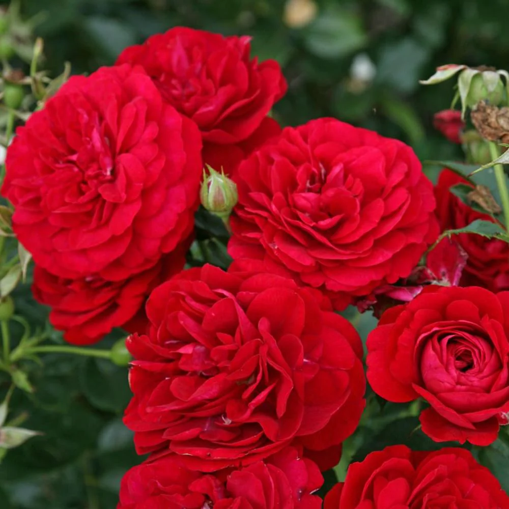 Trandafir Floribunda rosu-catifelat Bordeaux, cu parfum intens