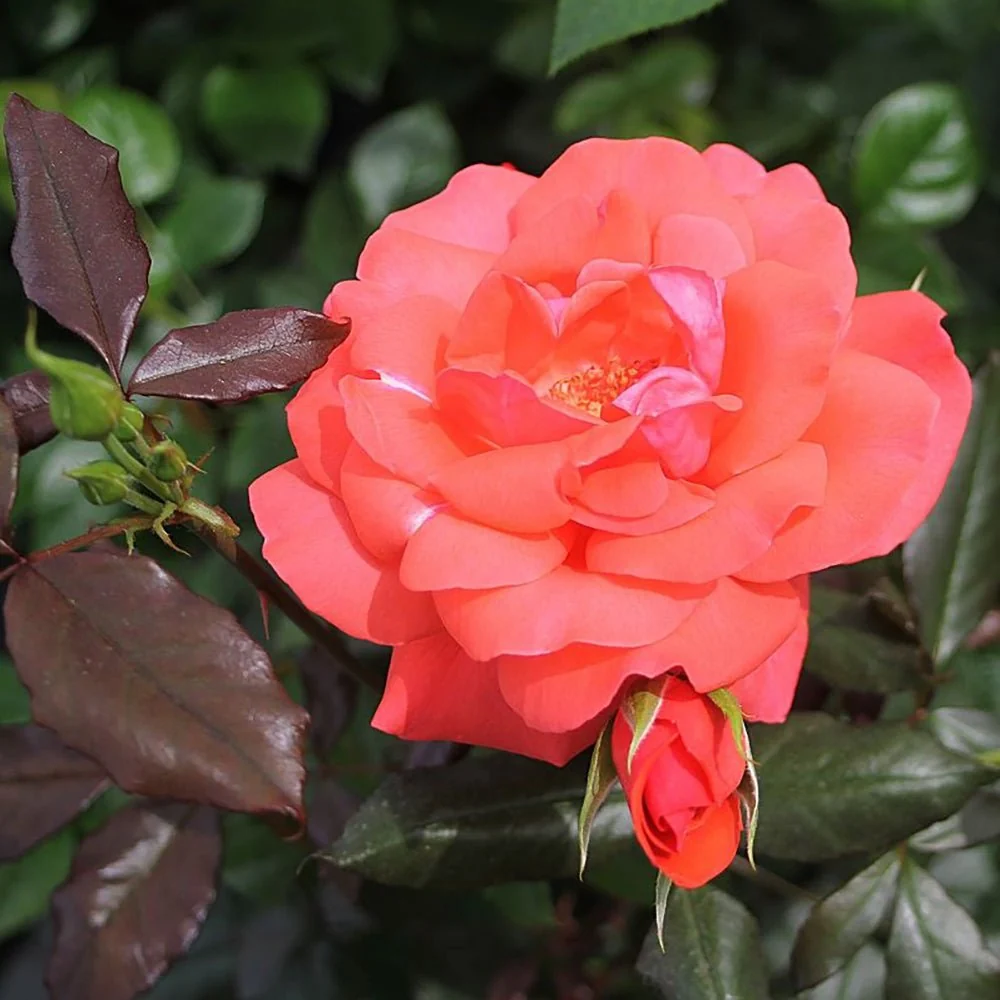 Trandafir Floribunda rosu-somon Piccolo, cu parfum intens
