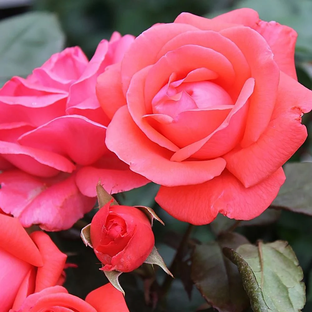 Trandafir Floribunda rosu-somon Piccolo, cu parfum intens