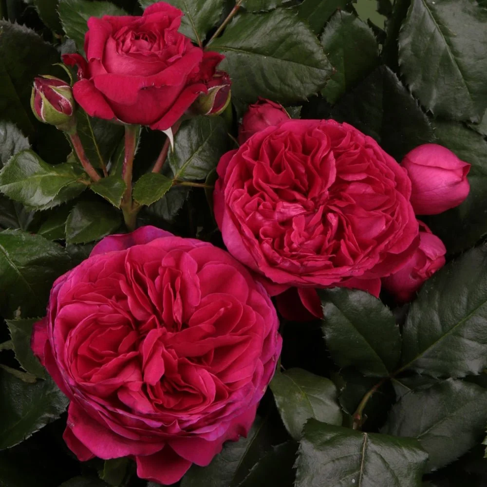 Trandafir Floribunda rosu-violet Marietta, cu parfum intens