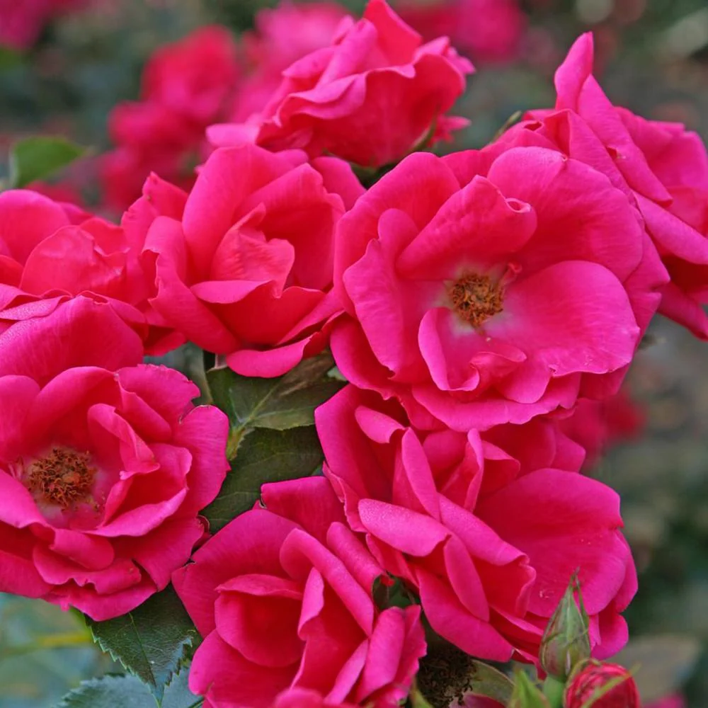 Trandafir Floribunda rosu-zmeura Gartenfreund, parfum intens