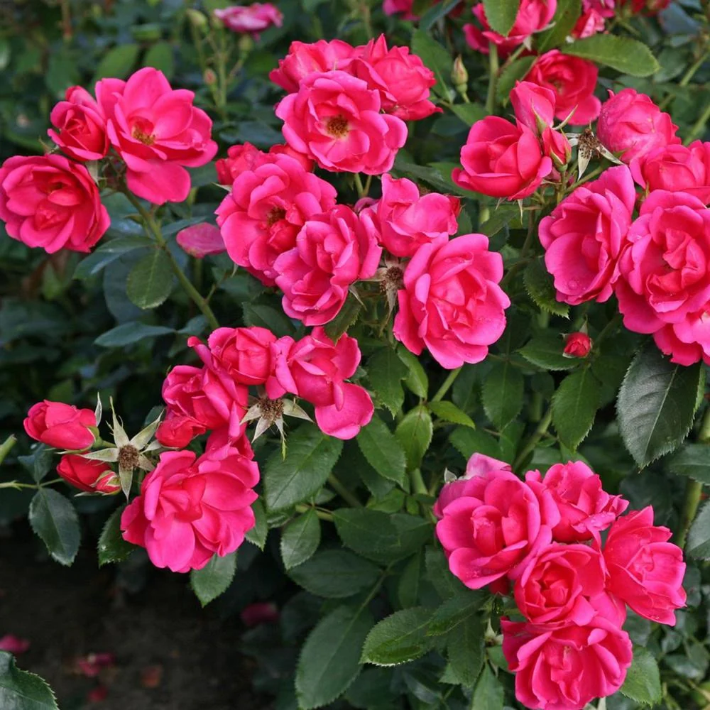 Trandafir Floribunda rosu-zmeura Gartenfreund, parfum intens