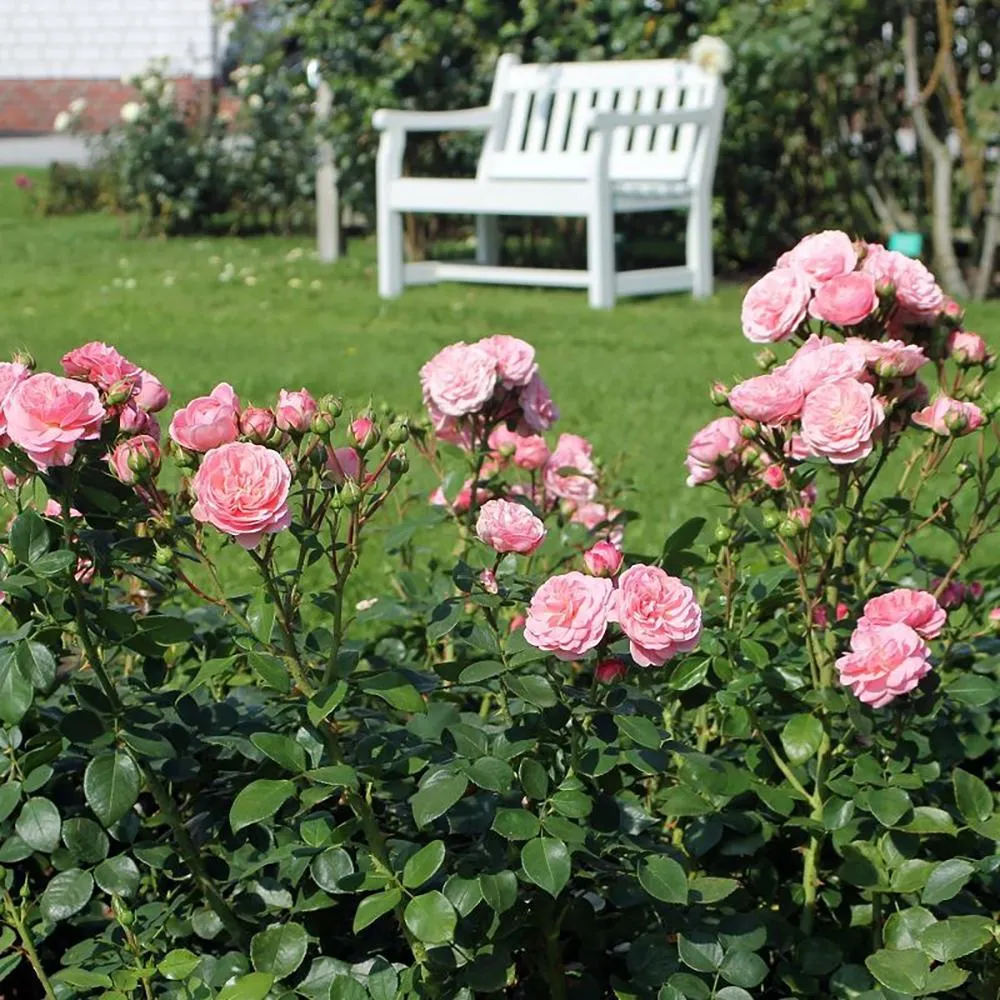 Trandafir Floribunda roz Bailando, inflorire repetata