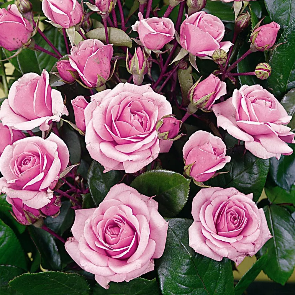 Trandafir Floribunda roz Diadem, inflorire repetata