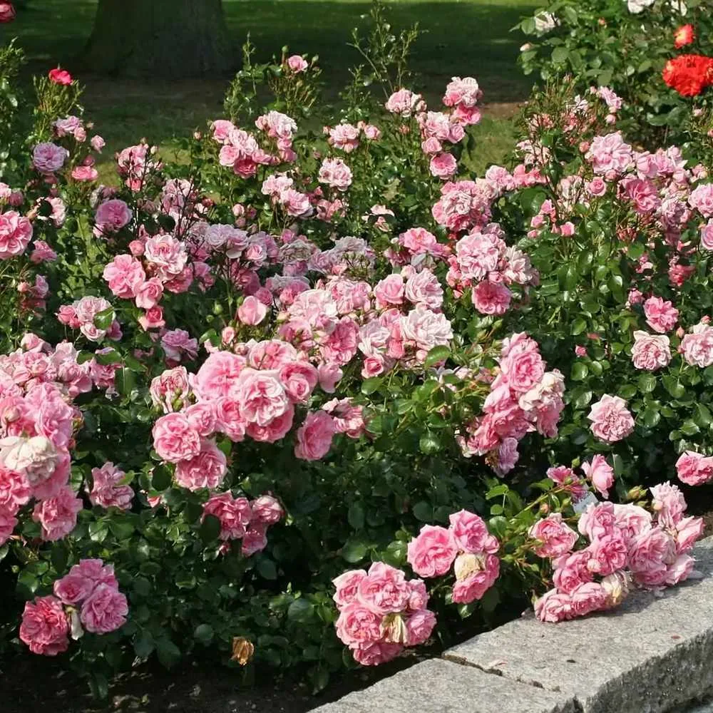 Trandafir Floribunda roz Home & Garden, inflorire repetata