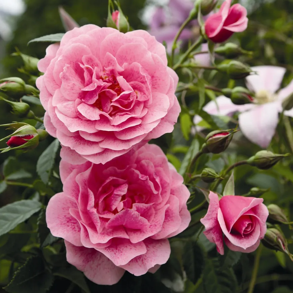 Trandafir Floribunda roz intens Camelot, cu parfum intens