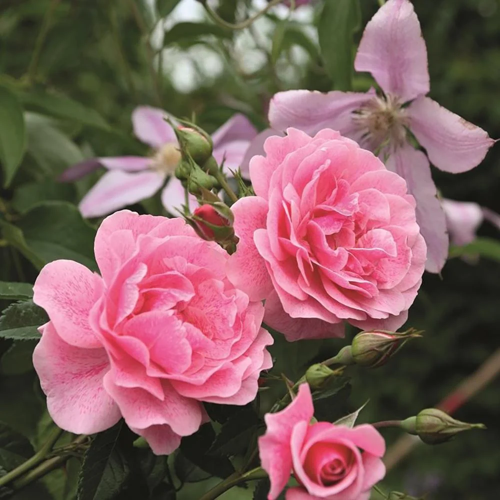 Trandafir Floribunda roz intens Camelot, cu parfum intens