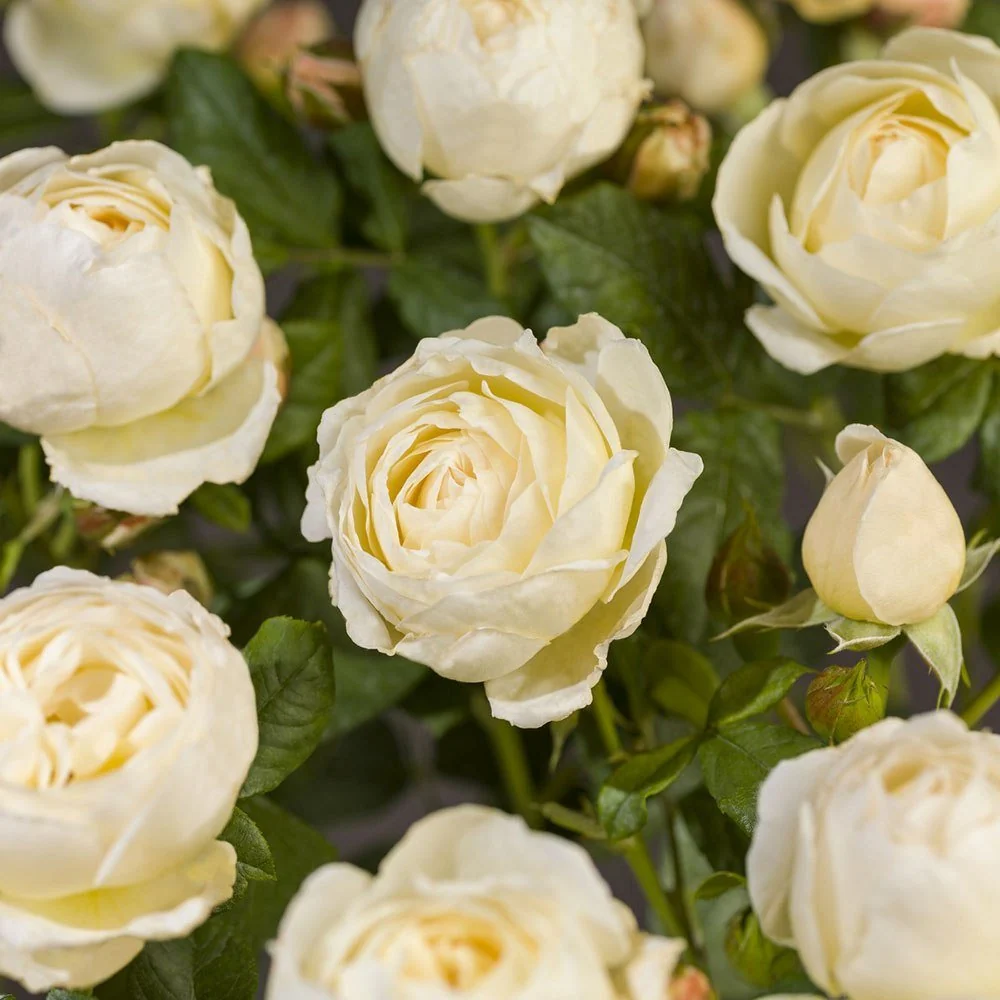 Trandafir Floribunda roz-crem pastel Uetersener Klosterrose, parfum intens