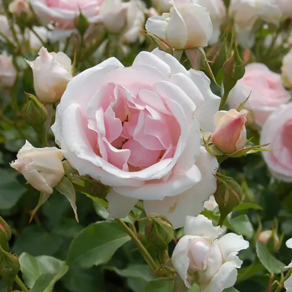 Trandafir Floribunda roz-pal Ballade, inflorire repetata