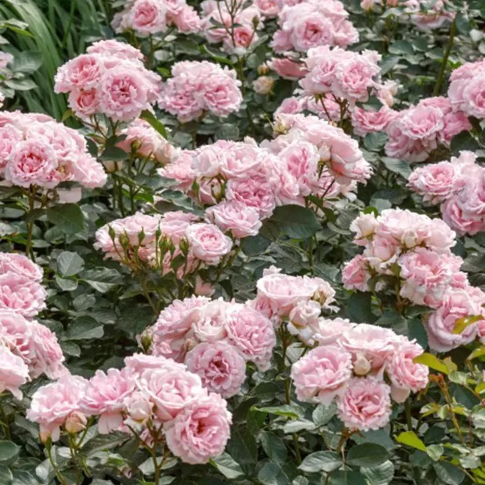 Trandafir Floribunda roz-pal Ballade, inflorire repetata