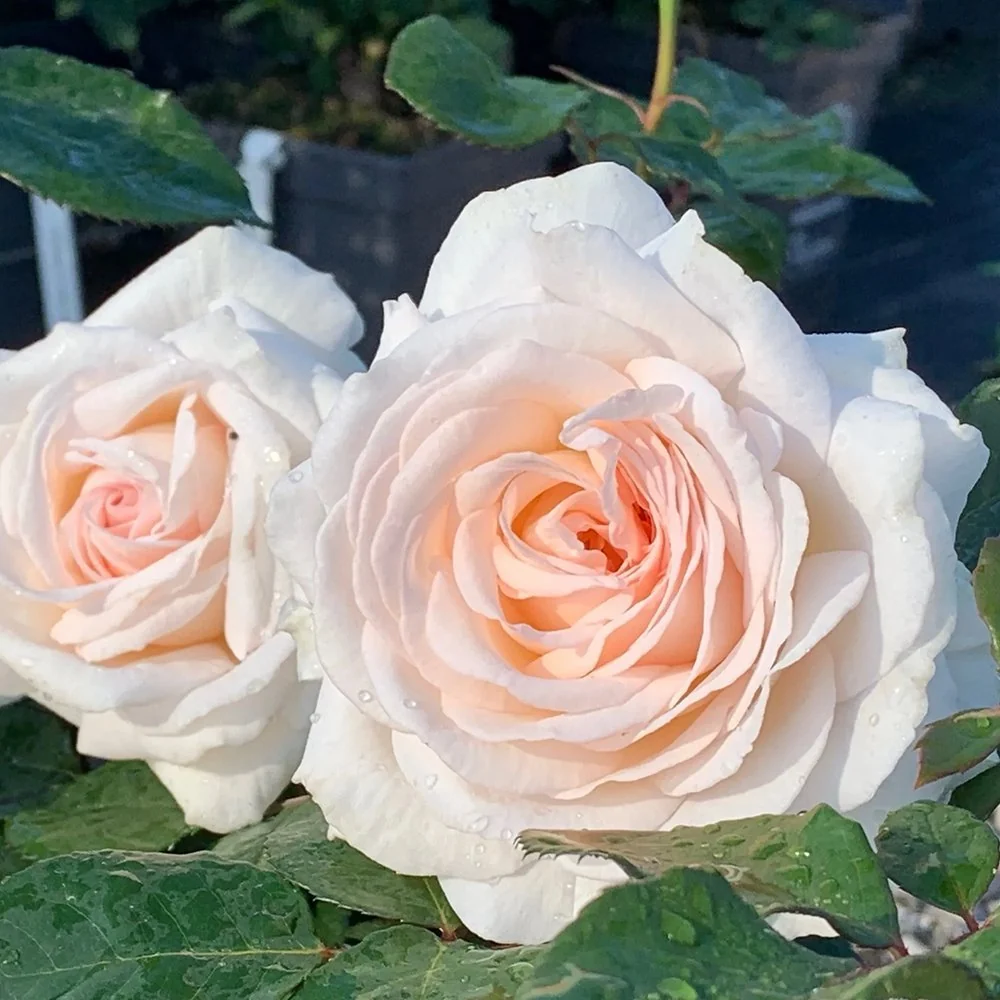 Trandafir Floribunda roz-pal Grafin Elke zu Rantzau, cu parfum intens