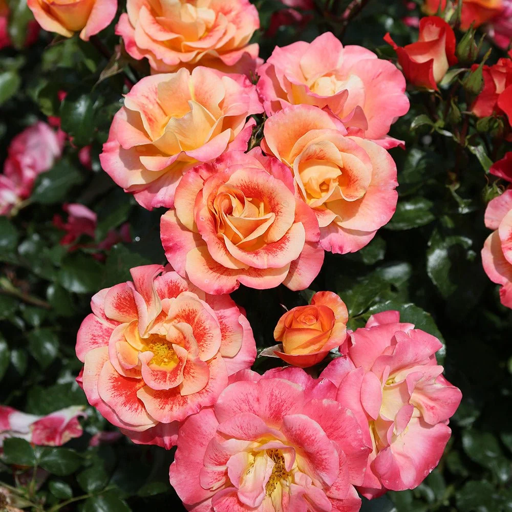 Trandafir Floribunda roz-pal si rosu-portocaliu Airbrush, inflorire repetata