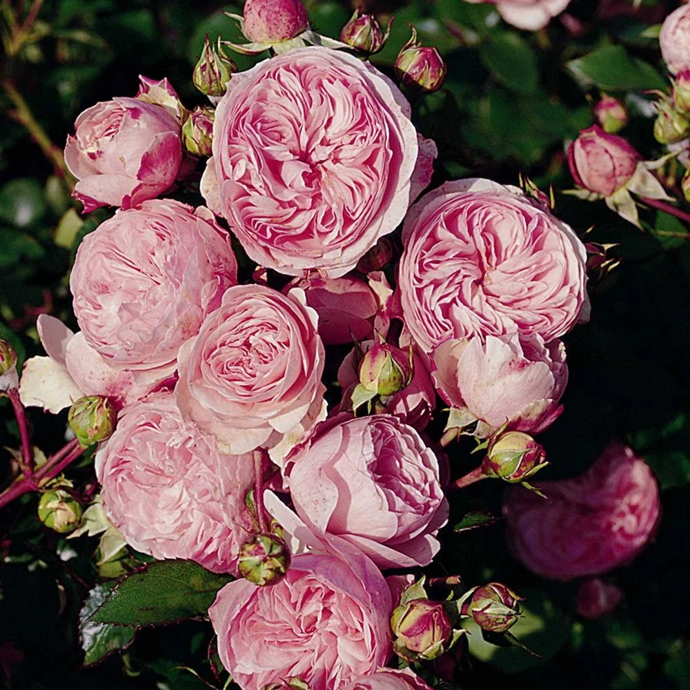 Trandafir Floribunda roz-palid Mariatheresia, inflorire repetata
