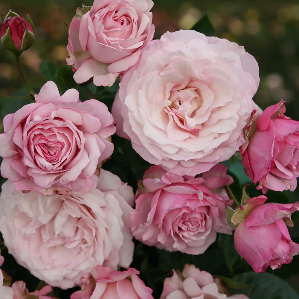 Trandafir Floribunda roz-pastelat Rosenfaszination, cu parfum intens, inflorire repetata si distinctia ADR