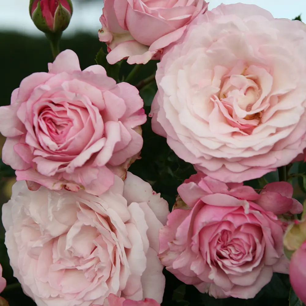 Trandafir Floribunda roz-pastelat Rosenfaszination, cu parfum intens, inflorire repetata si distinctia ADR