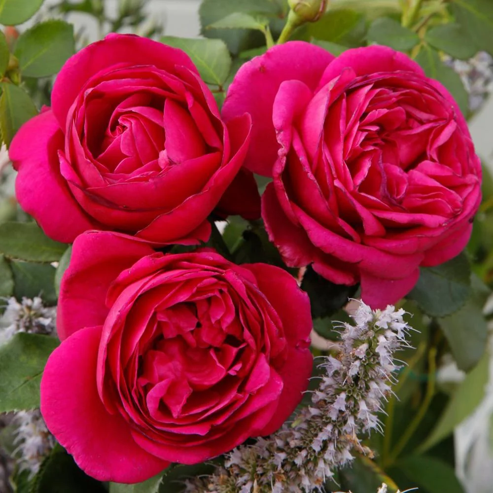 Trandafir Floribunda violet Fuer Elise, cu parfum intens