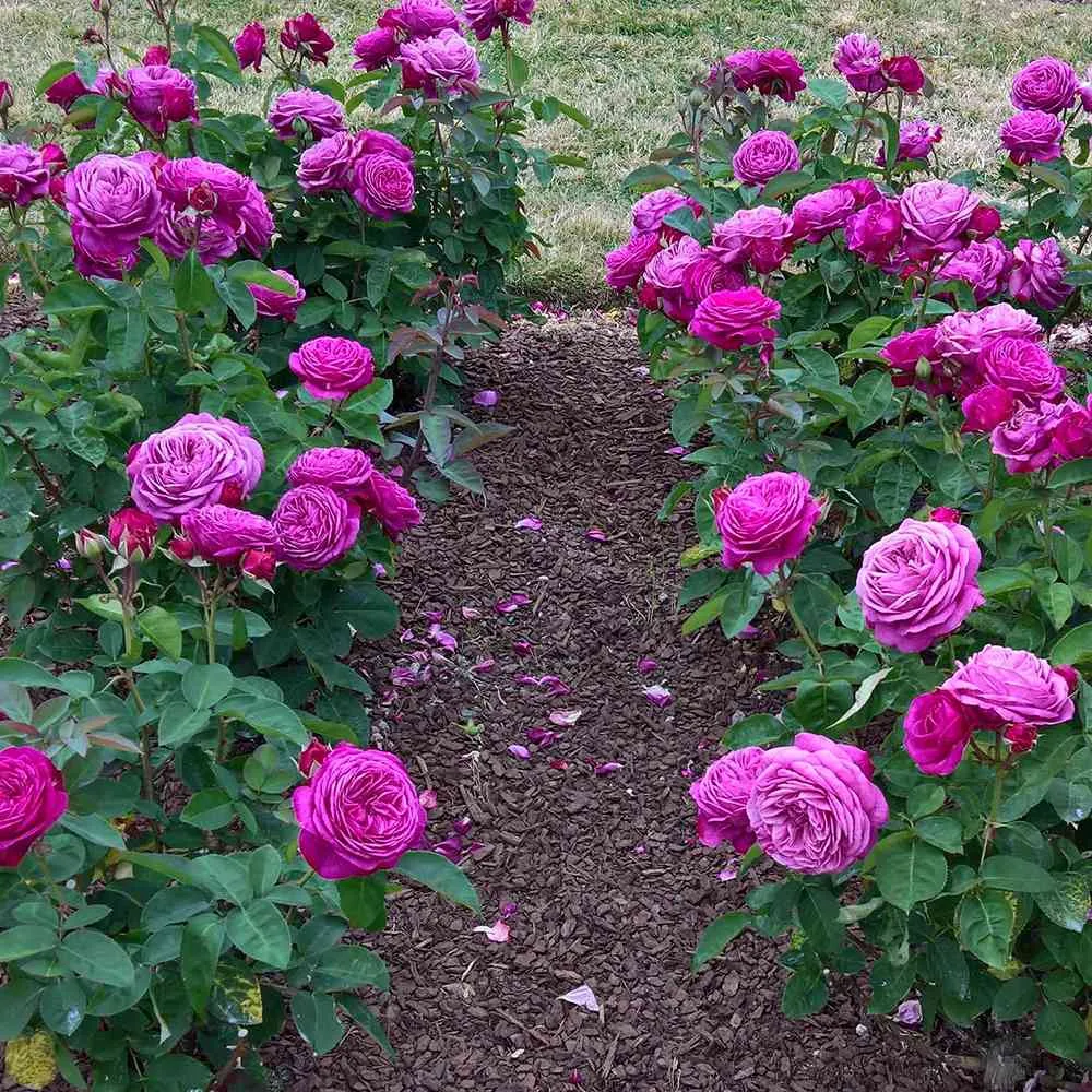 Trandafir Floribunda violet Heidi Klum, parfum intens