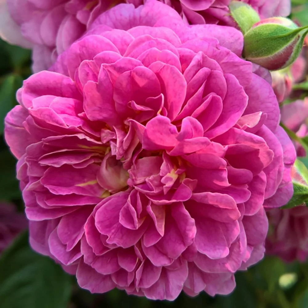 Trandafir Floribunda violet-albastru Starlet Rose Melina, parfum intens