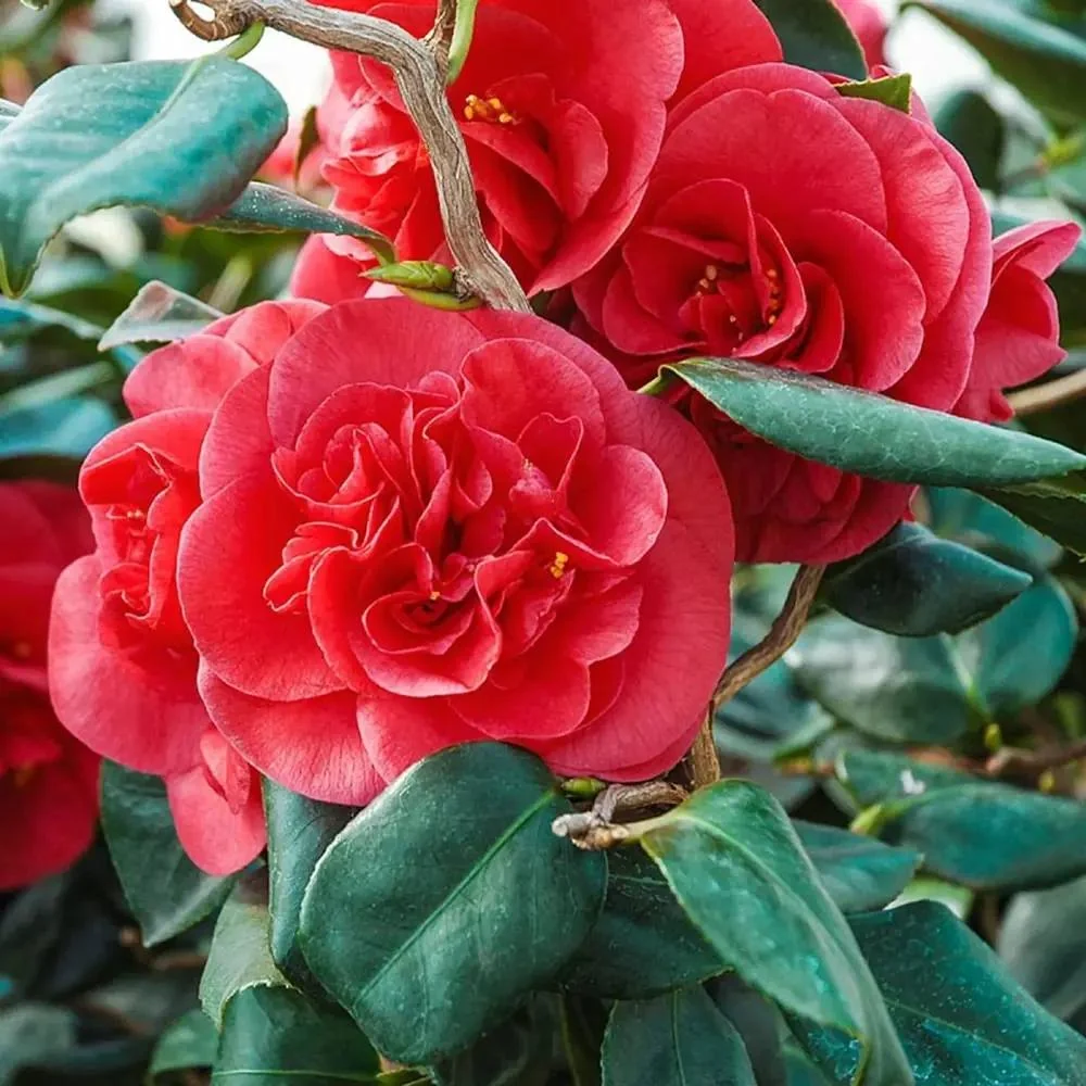 Trandafir Japonez Camellia Curly Lady, arbust vesnic verde cu flori rosii si ramuri rasucite decorativ, Inflorire februari...