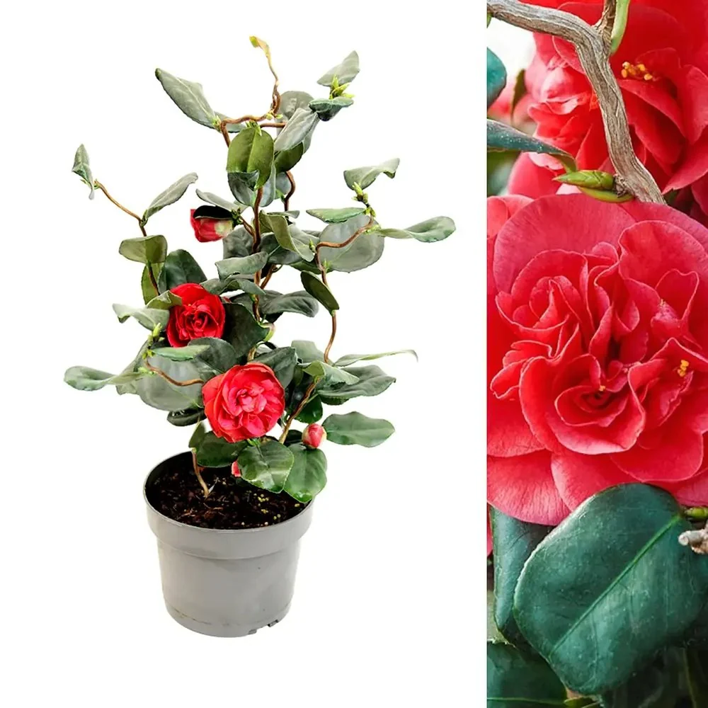 Trandafir Japonez Camellia Curly Lady, arbust vesnic verde cu flori rosii si ramuri rasucite decorativ, Inflorire februari...