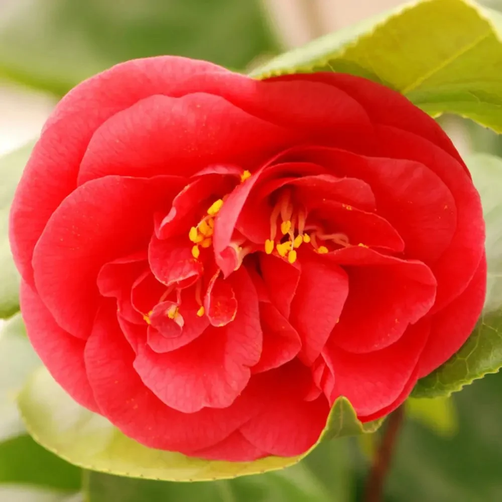 Trandafir Japonez Camellia Curly Lady, arbust vesnic verde cu flori rosii si ramuri rasucite decorativ, Inflorire februari...