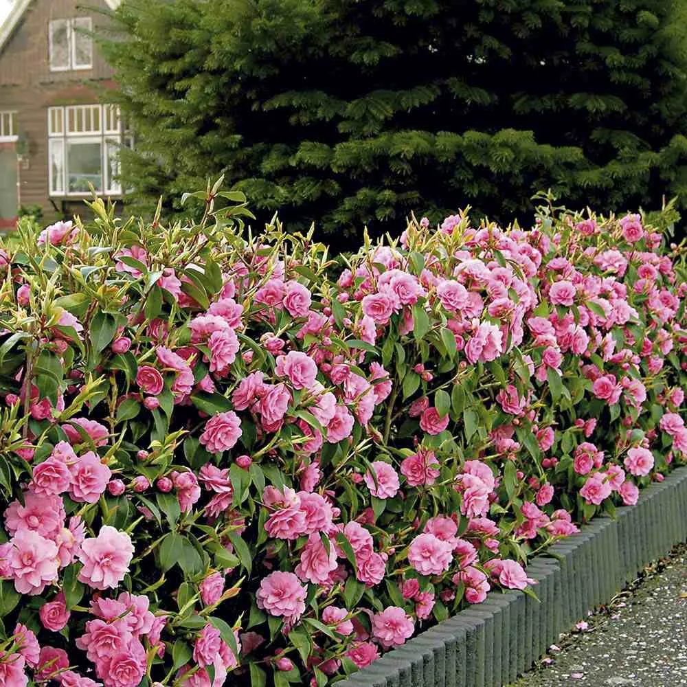Trandafir Japonez Camellia Japonica Pink Debbie, arbust vesnic verde cu flori roz deschis, infloreste Februarie-Martie