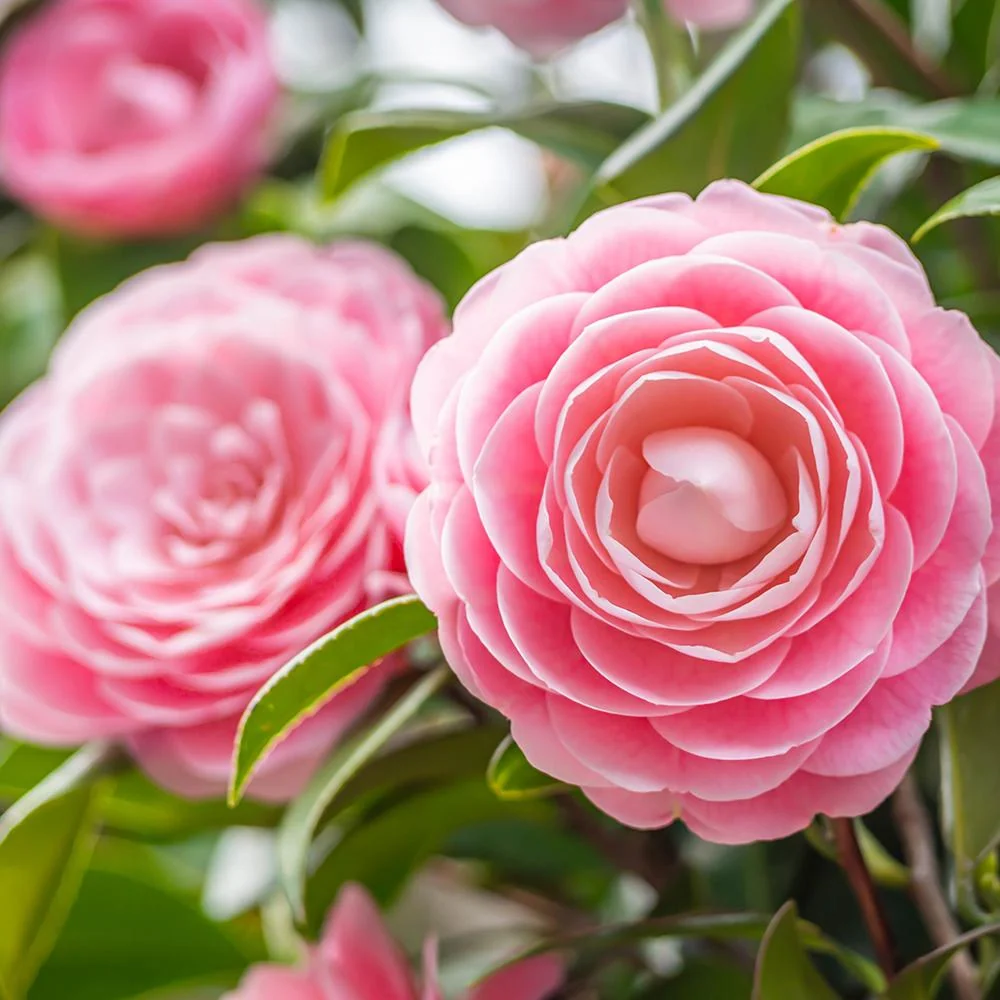 Trandafir Japonez Camellia Japonica Pink Debbie, arbust vesnic verde cu flori roz deschis, infloreste Februarie-Martie